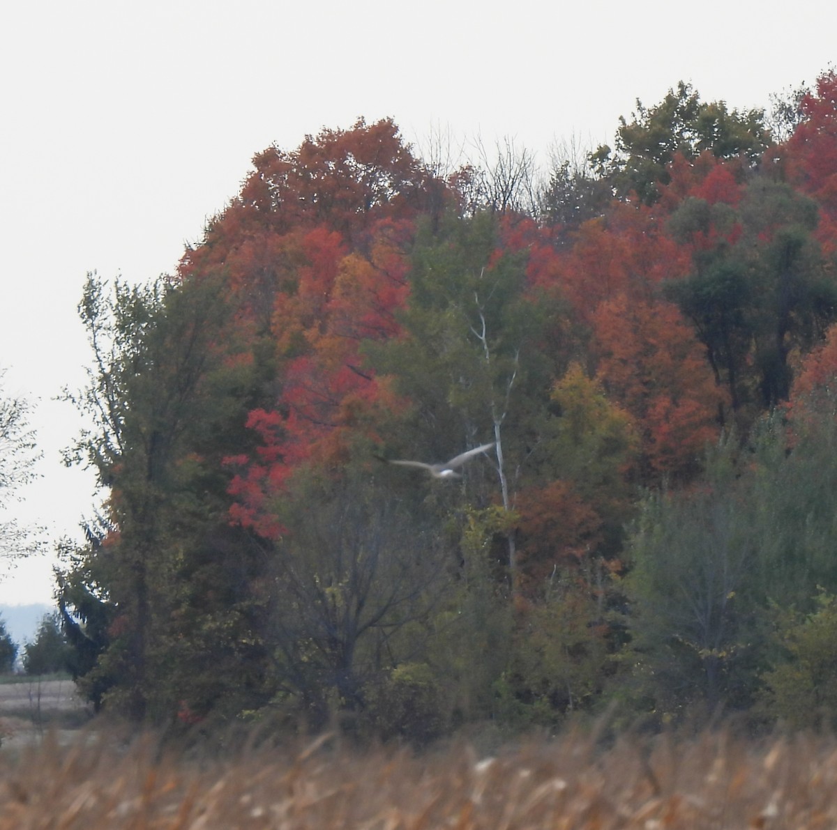 Northern Harrier - ML643734373