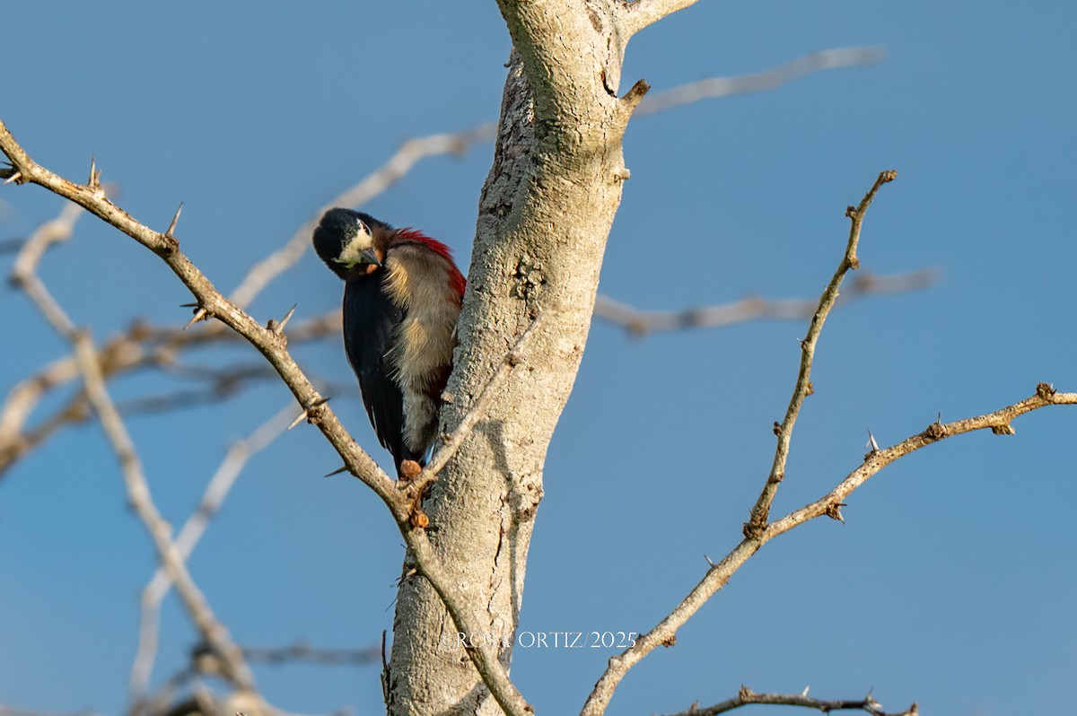 Puerto Rican Woodpecker - ML643734374