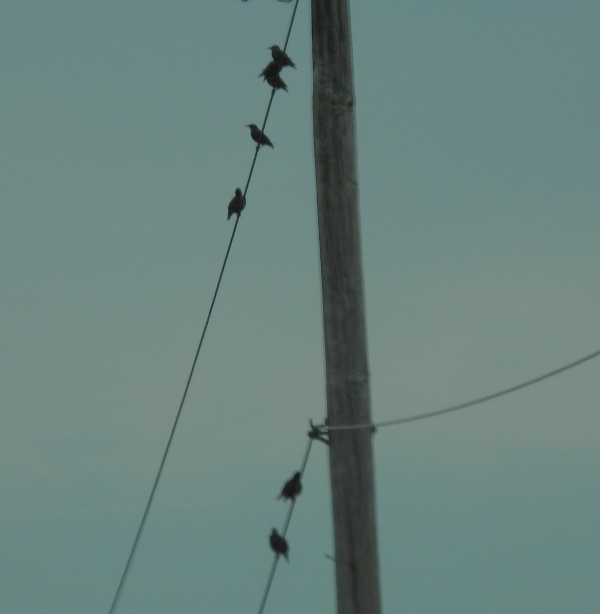 European Starling - ML643734377
