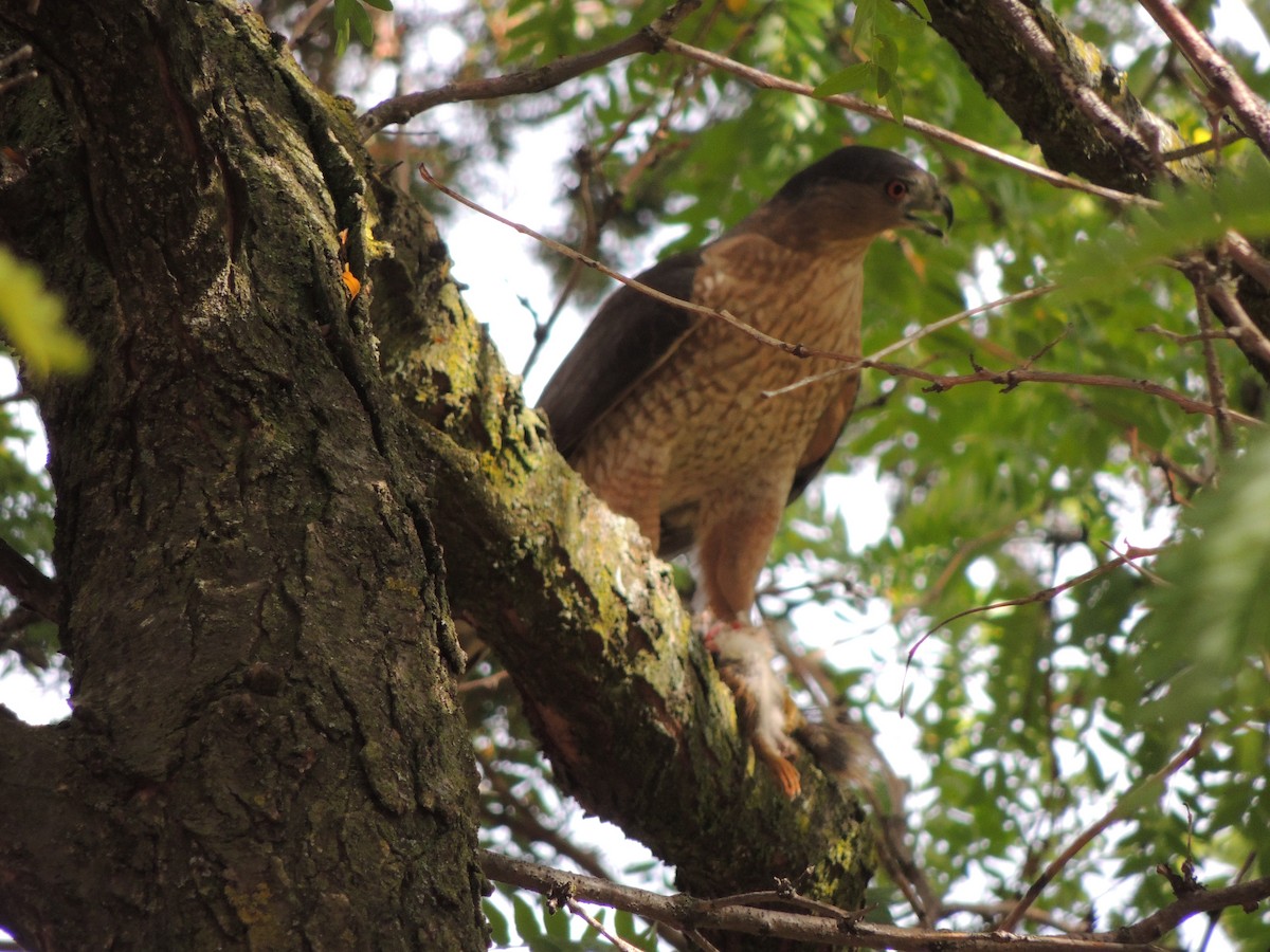 Cooper's Hawk - ML643734392