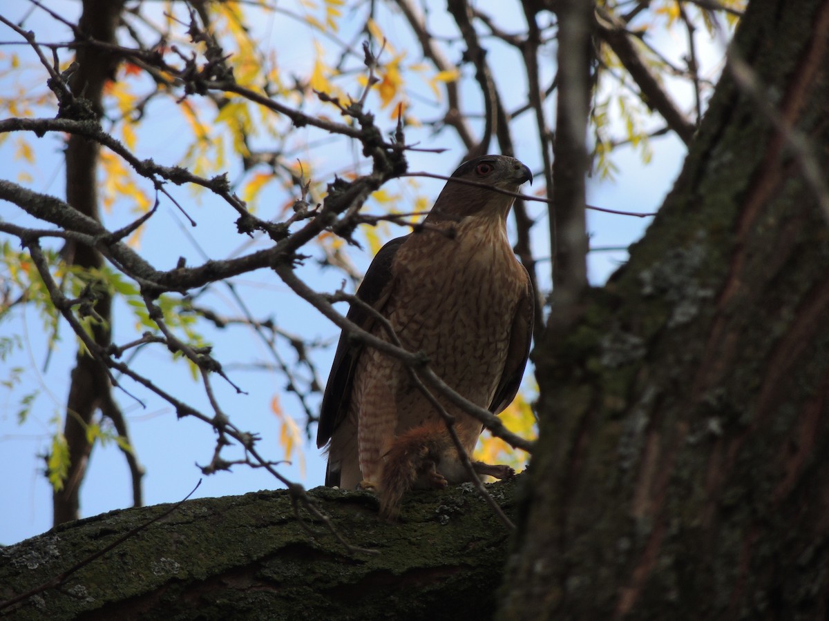 Cooper's Hawk - ML643734396