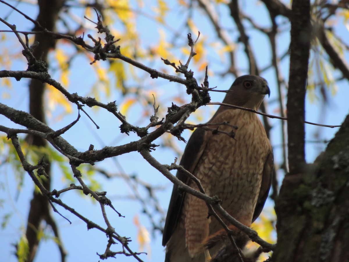 Cooper's Hawk - ML643734407