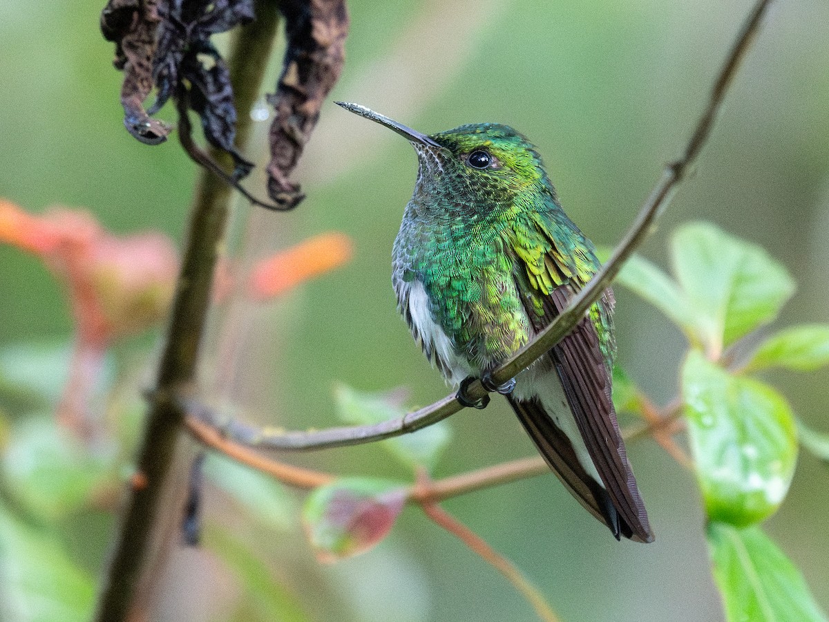 White-tailed Emerald - ML643734410
