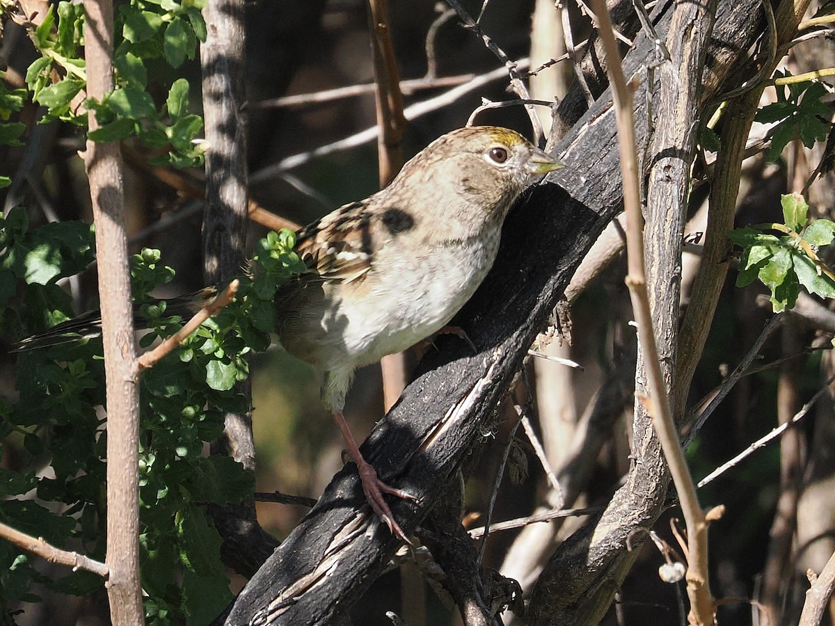 Golden-crowned Sparrow - ML643734424