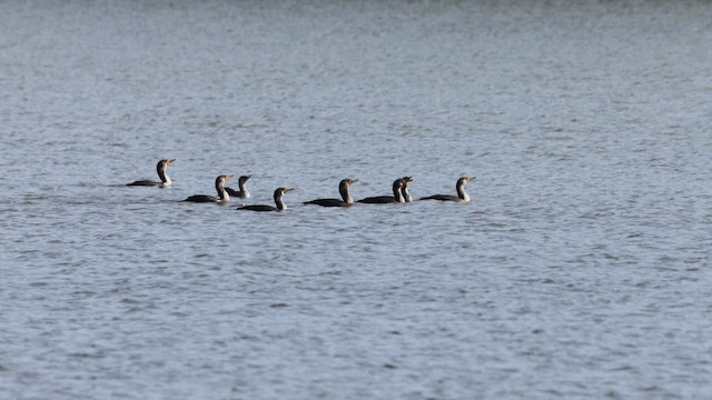Double-crested Cormorant - ML643734430