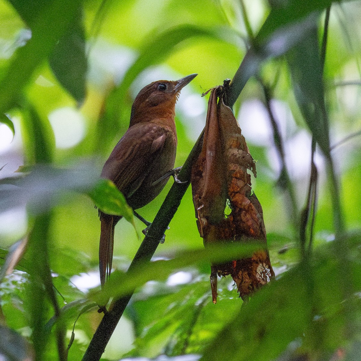 Ruddy Foliage-gleaner - ML643734431