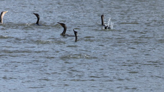 Double-crested Cormorant - ML643734432