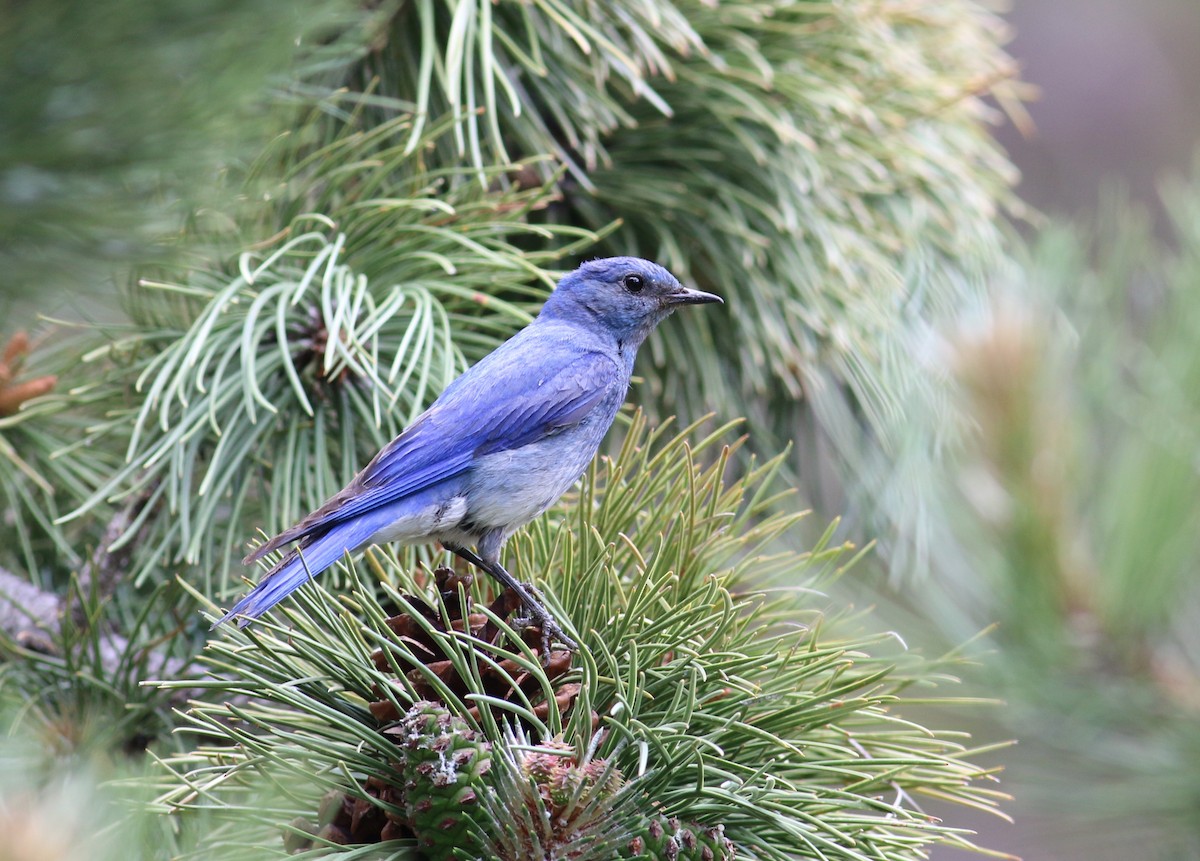Mountain Bluebird - ML643734433