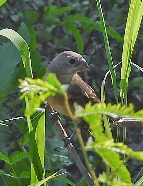 White-bellied Seedeater - ML643734440