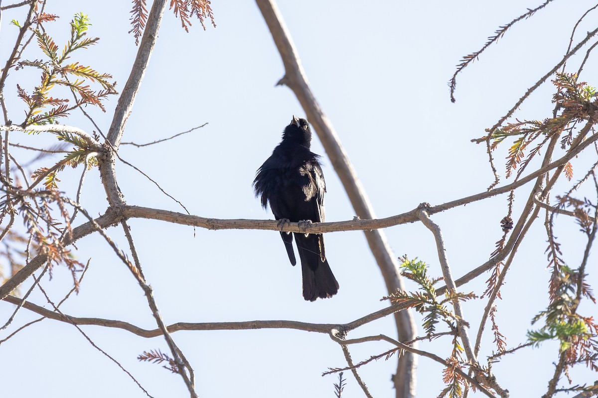 Screaming Cowbird - ML643734496