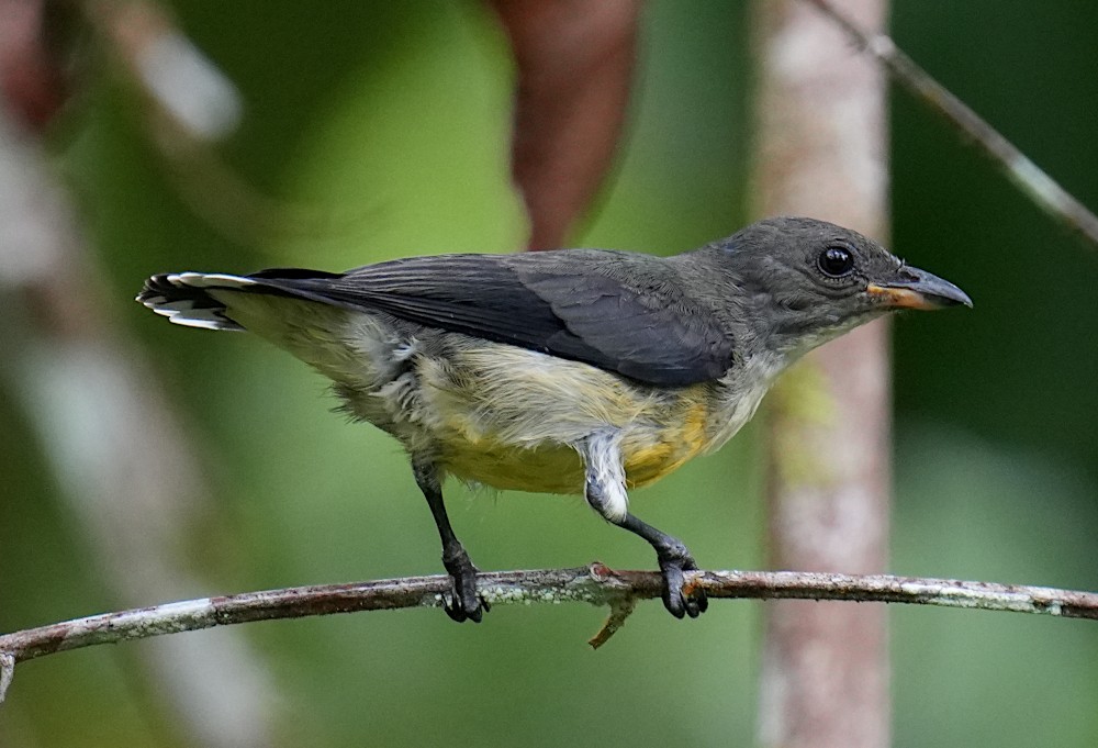White-throated Flowerpecker - ML643734528