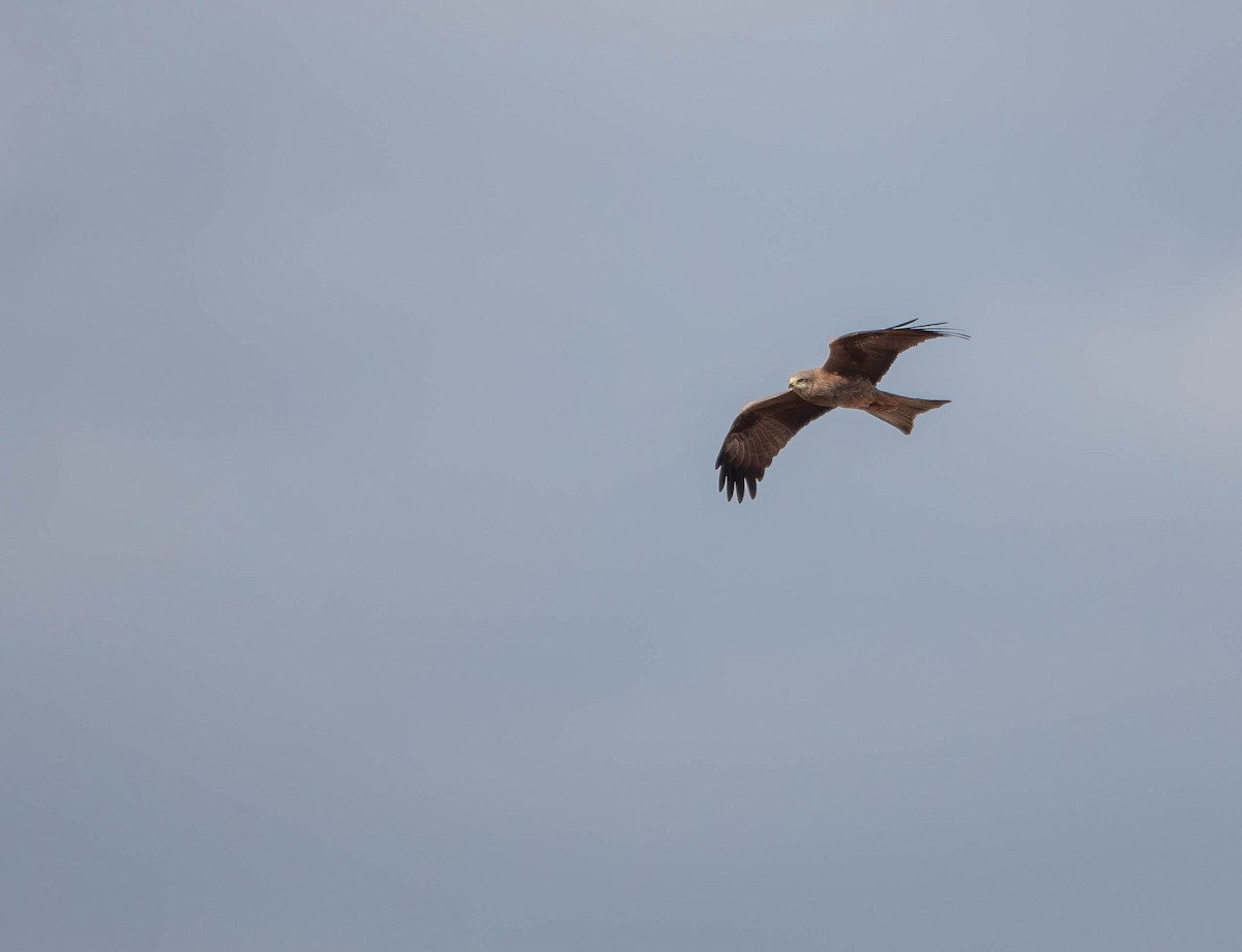 דיה שחורה (מערבית) - ML643734530