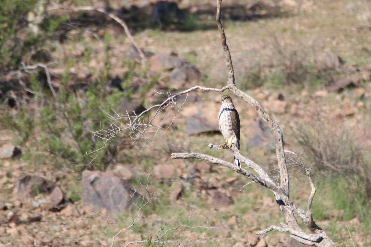 Cooper's Hawk - ML643734533