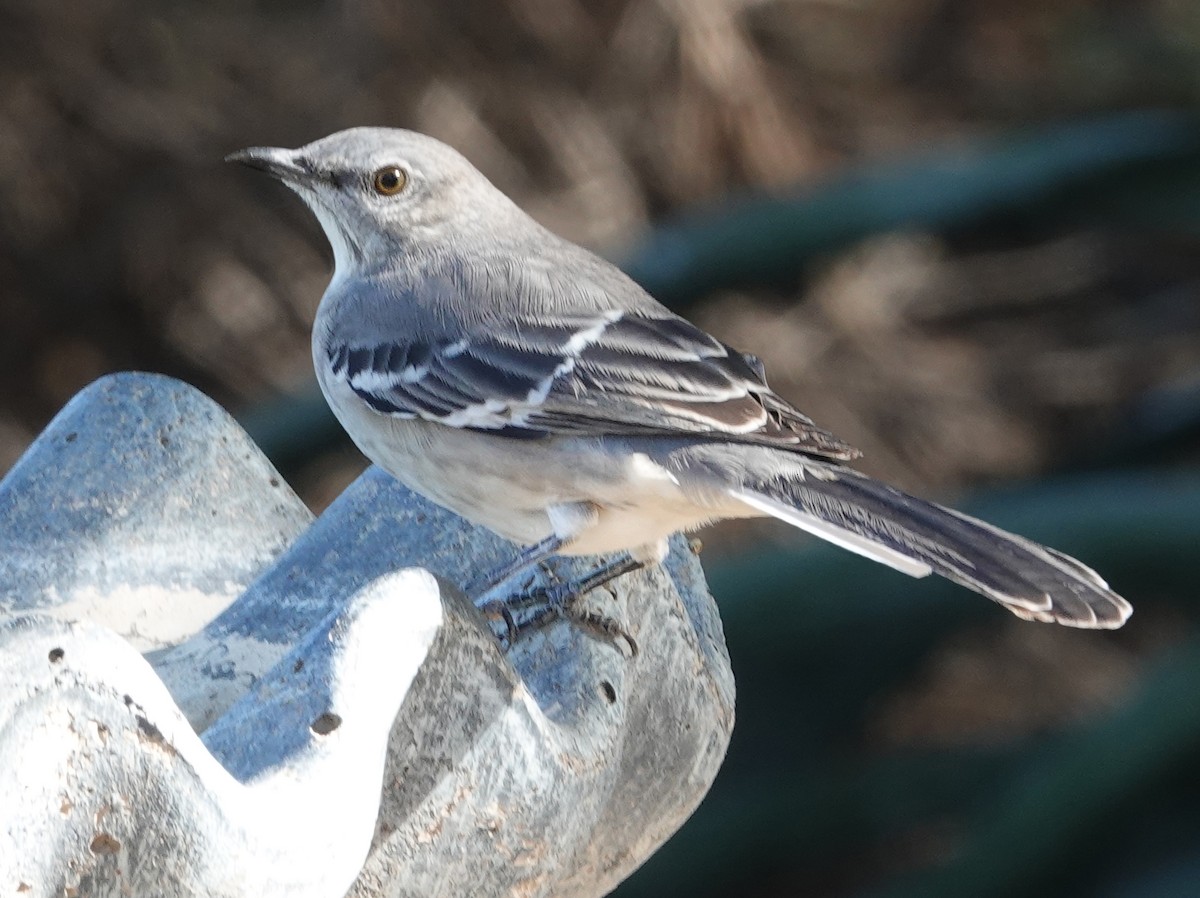 Northern Mockingbird - ML643734535