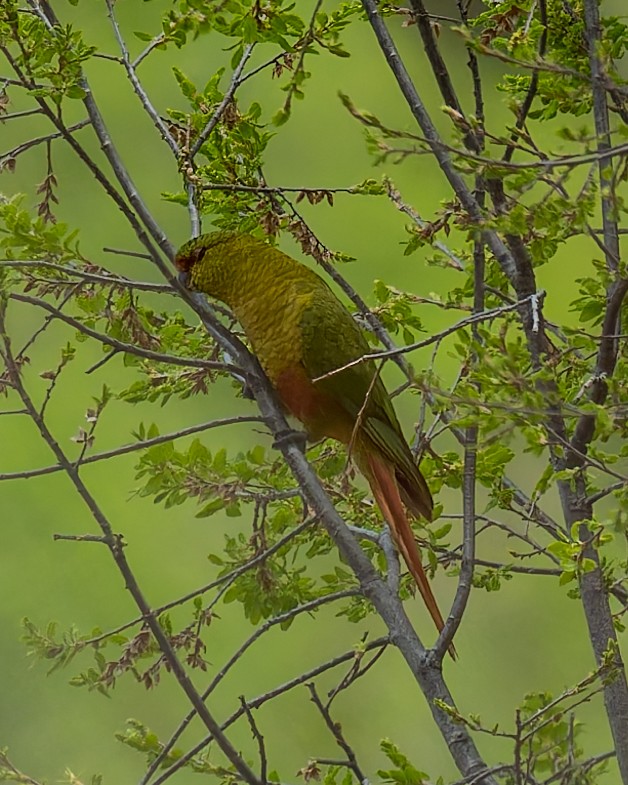 Austral Parakeet - ML643734543