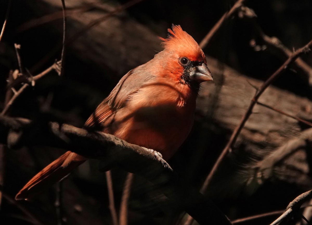 Northern Cardinal - ML643734545