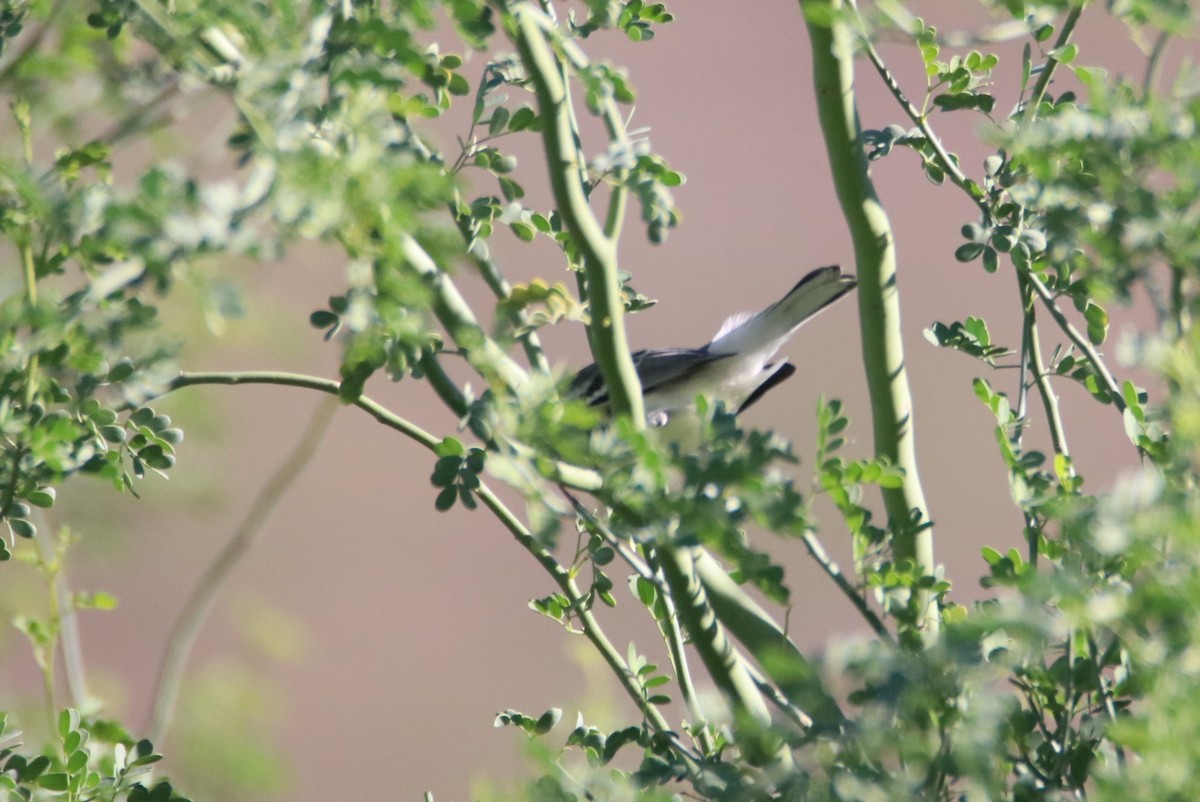 Blue-gray Gnatcatcher - ML643734549