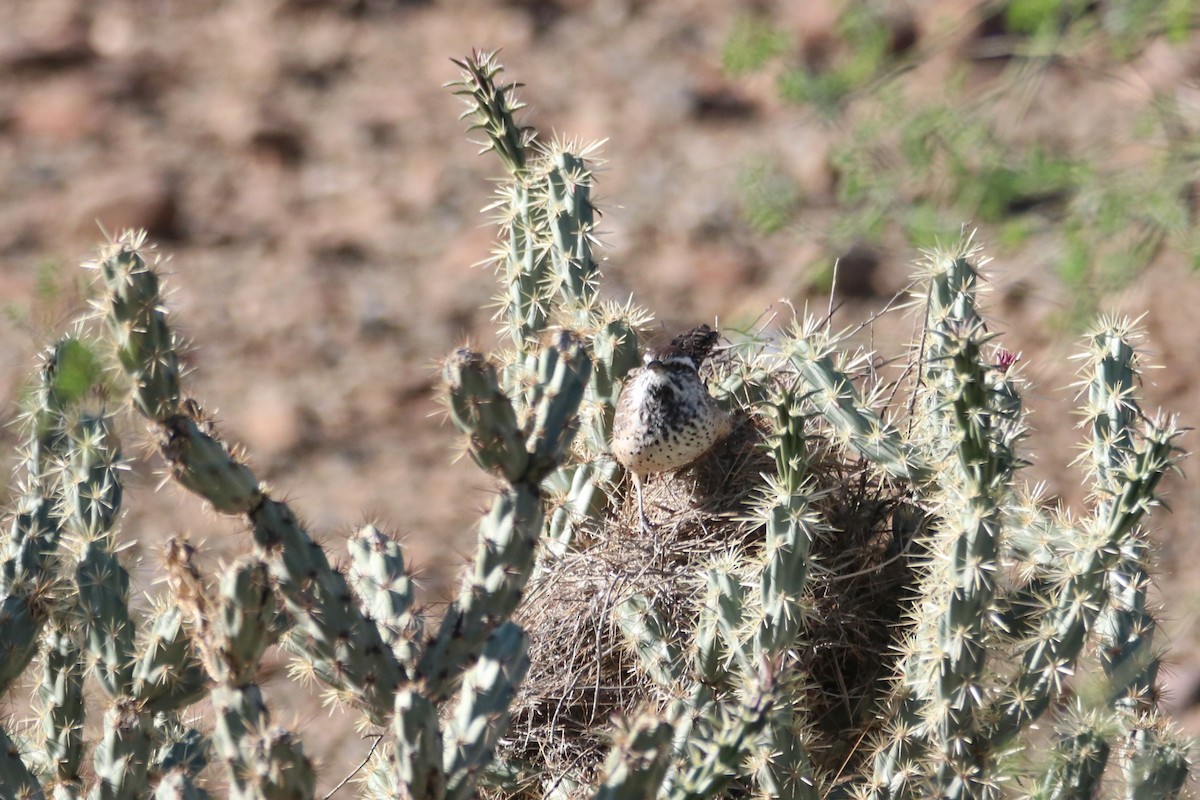 Cactus Wren - ML643734561