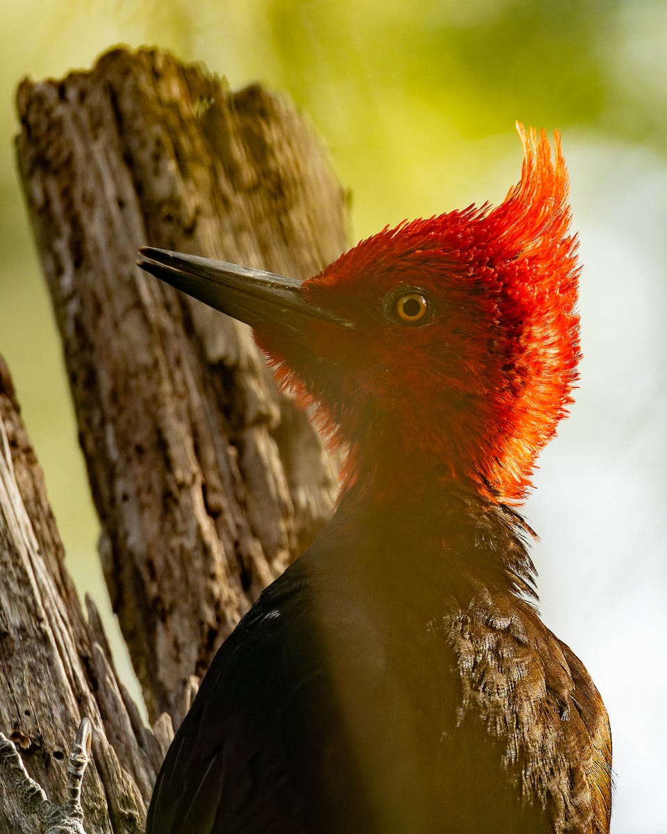 Magellanic Woodpecker - ML643734564