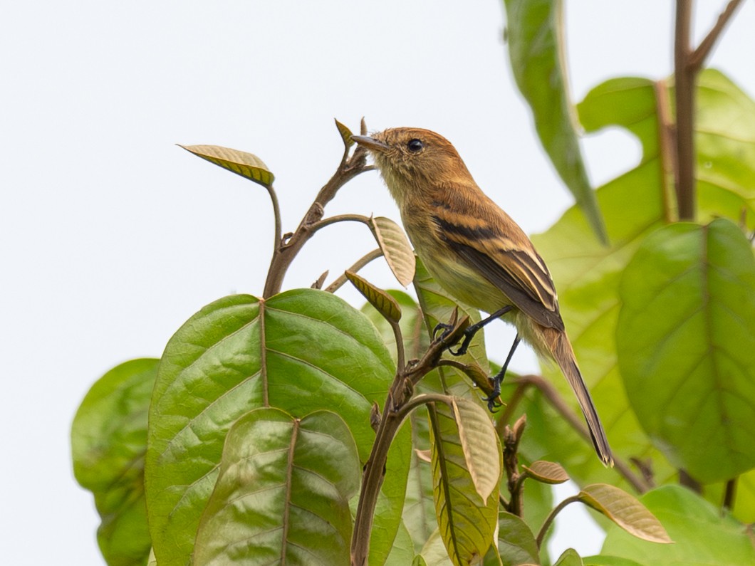 Bran-colored Flycatcher - ML643734565