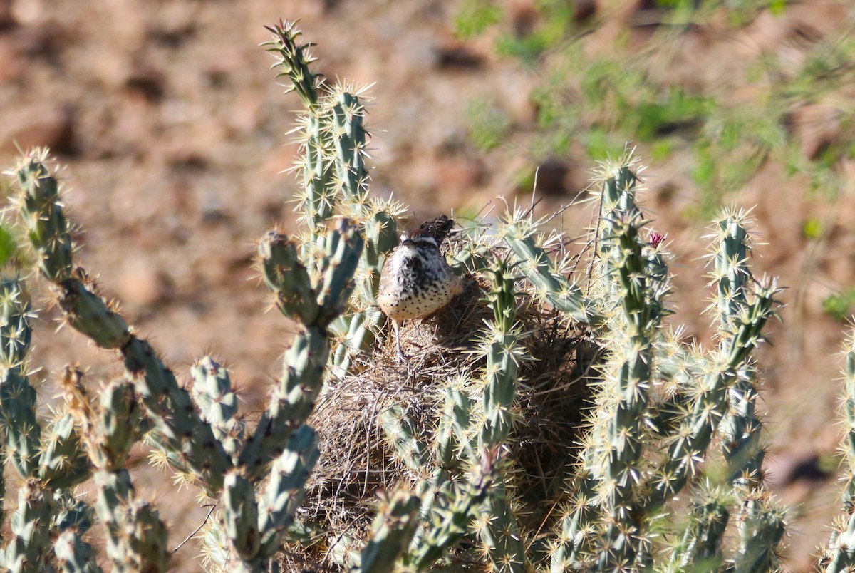 Cactus Wren - ML643734566