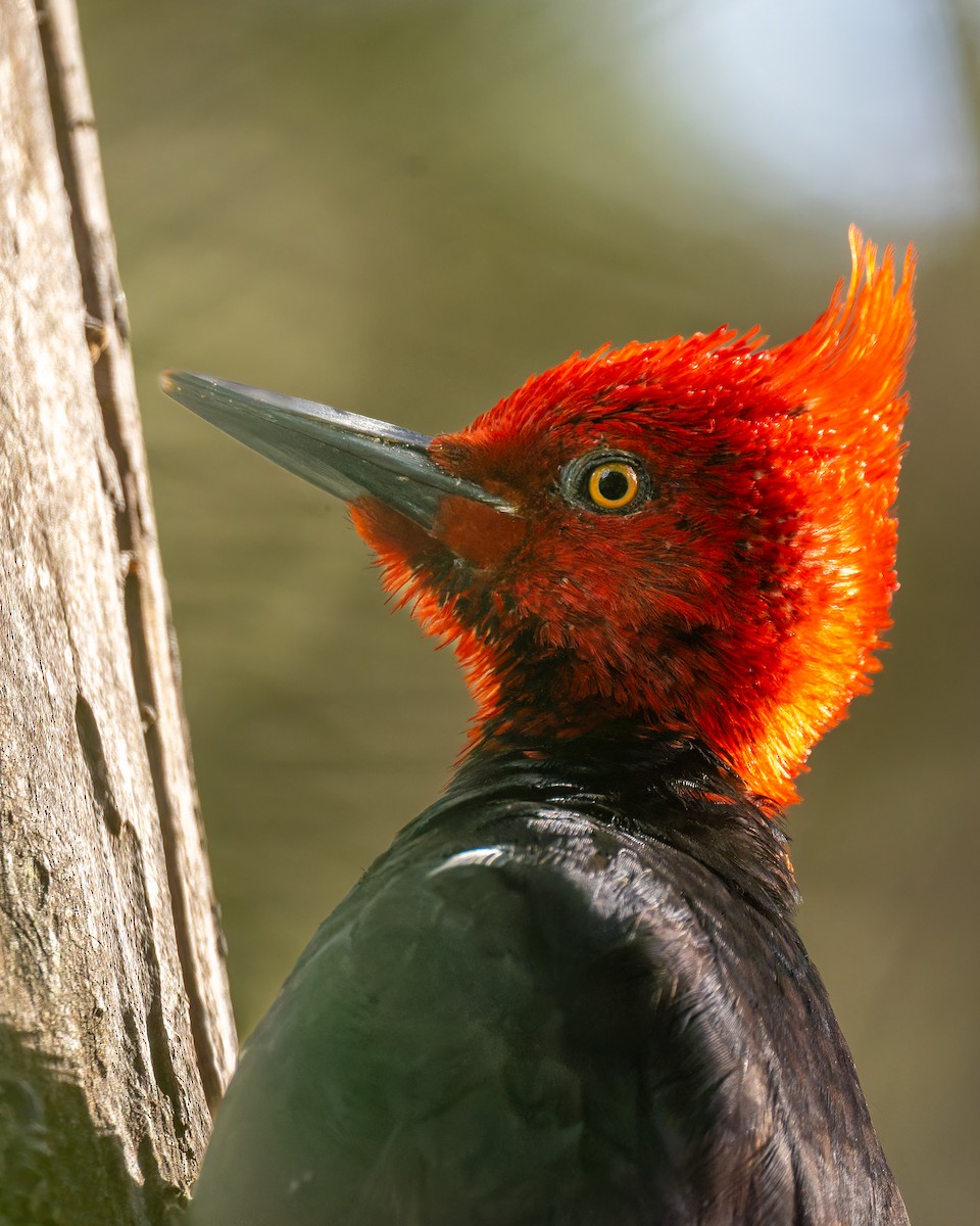 Magellanic Woodpecker - ML643734567
