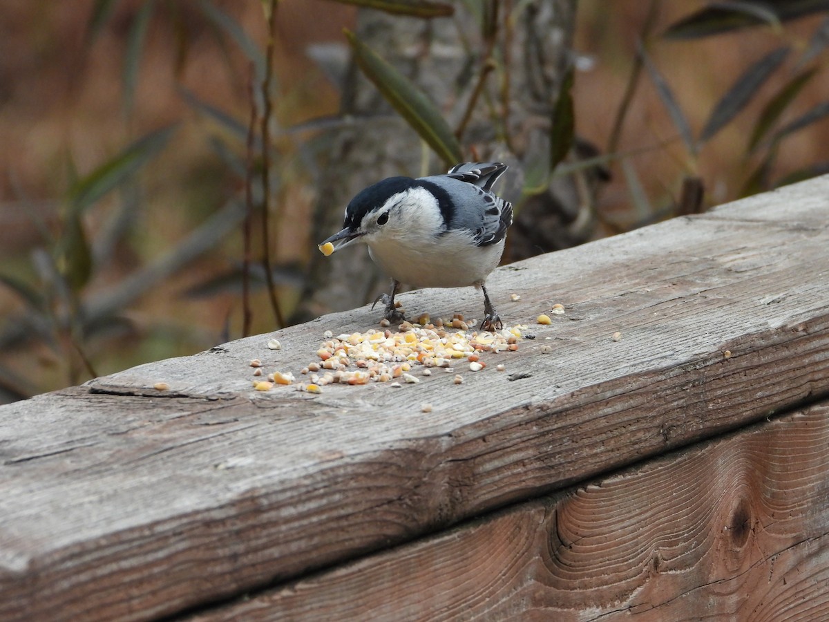 White-breasted Nuthatch - ML643734569