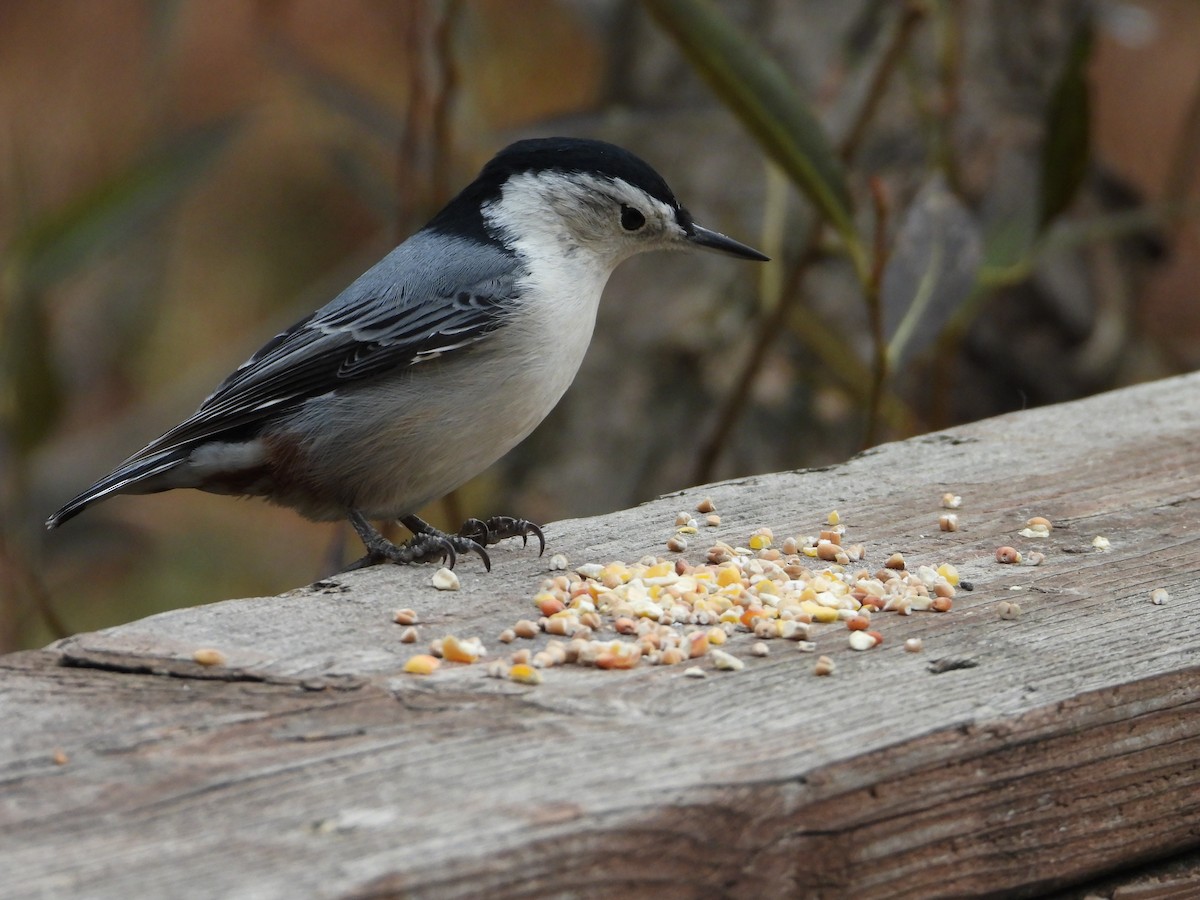 White-breasted Nuthatch - ML643734570