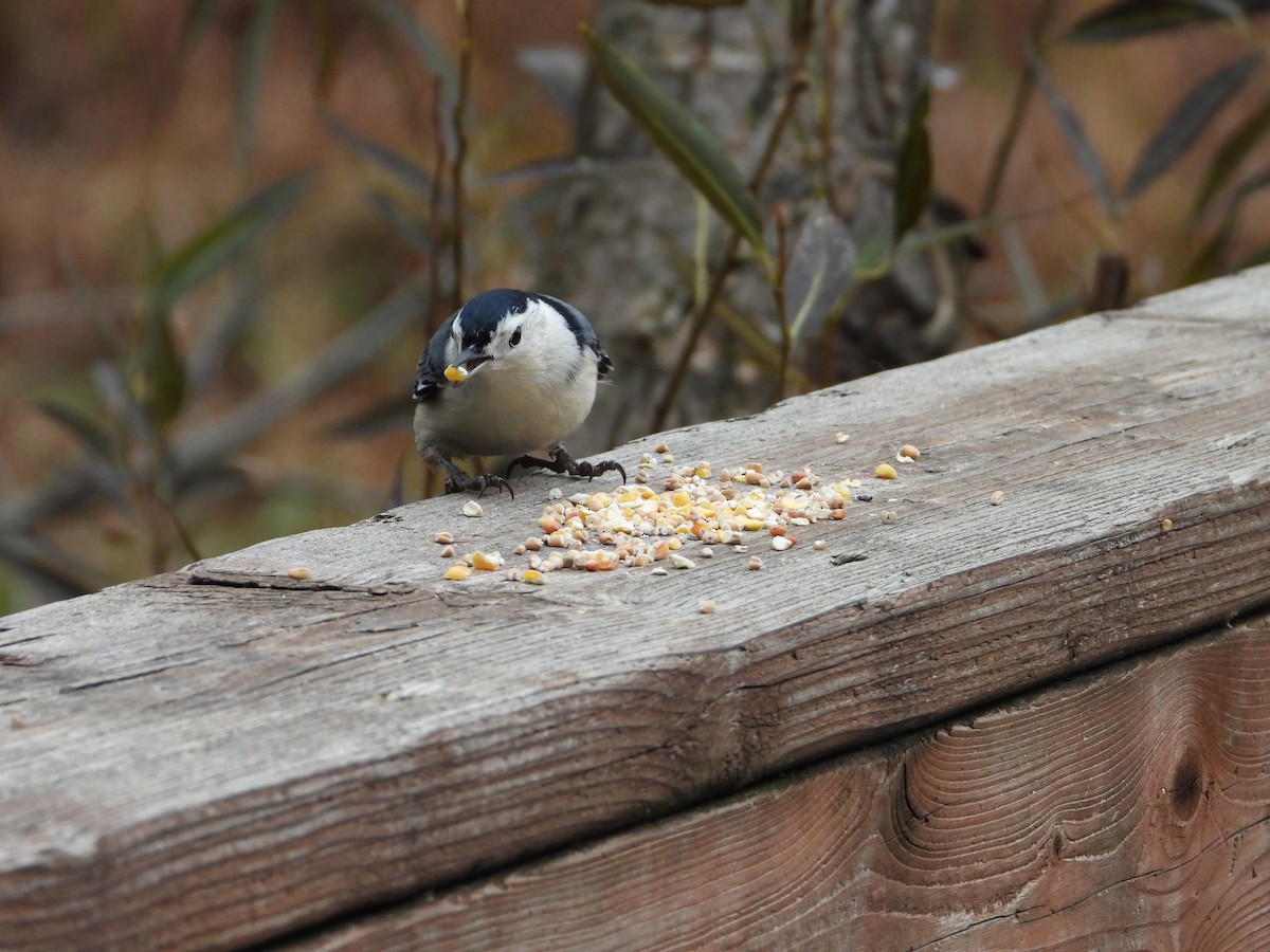 White-breasted Nuthatch - ML643734571