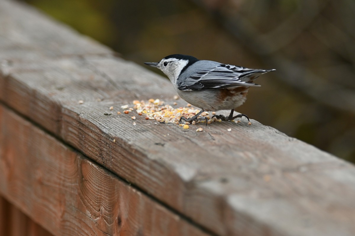 White-breasted Nuthatch - ML643734574
