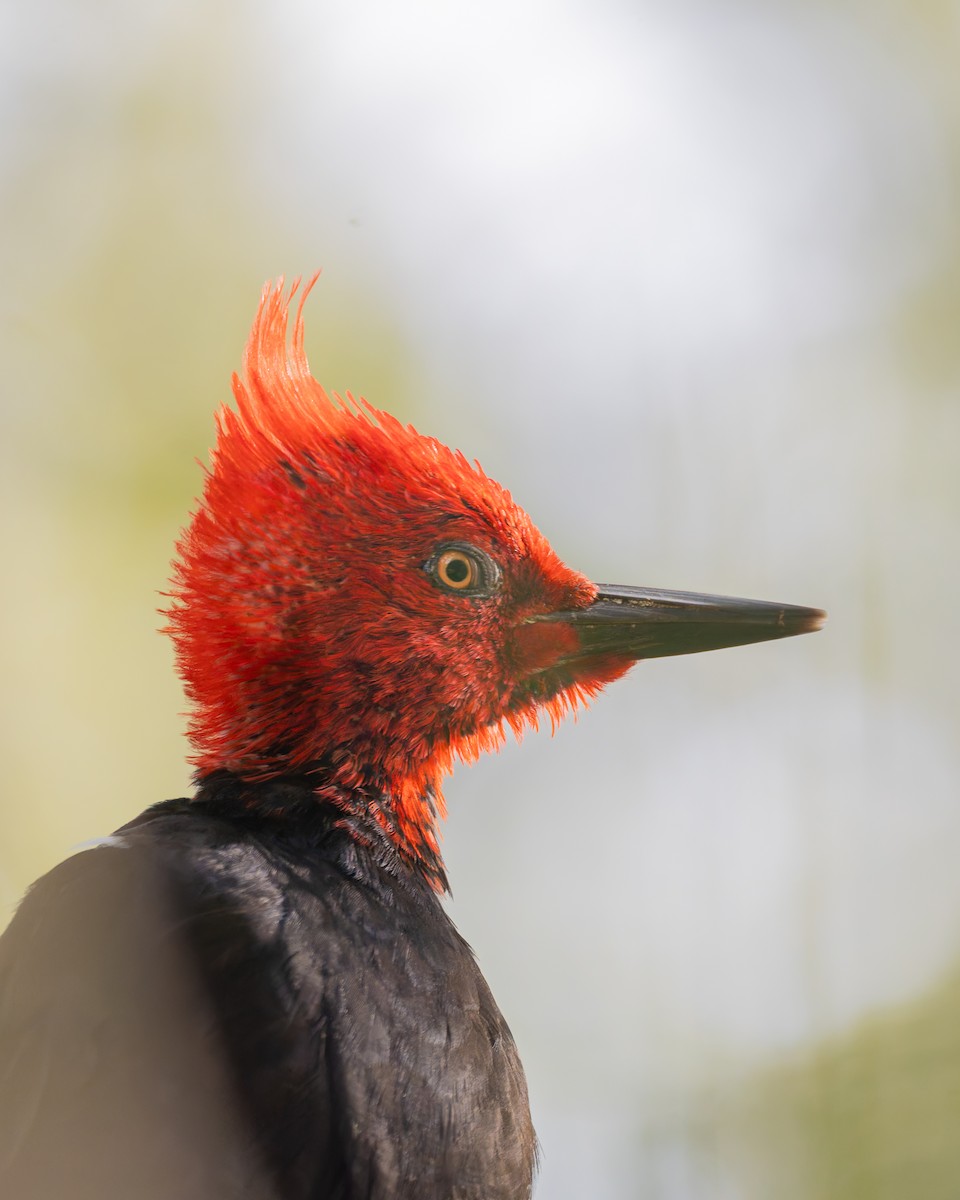 Magellanic Woodpecker - ML643734576