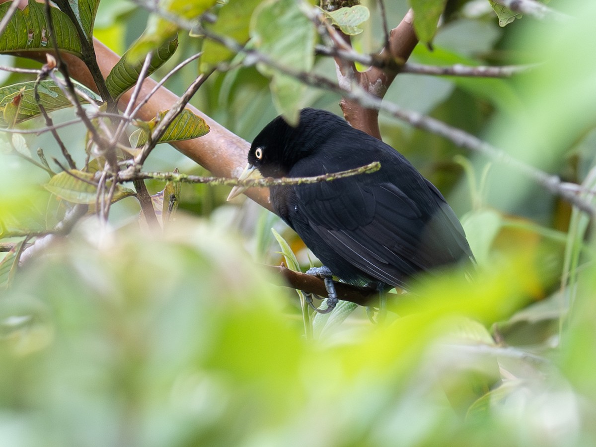 Yellow-billed Cacique - ML643734579