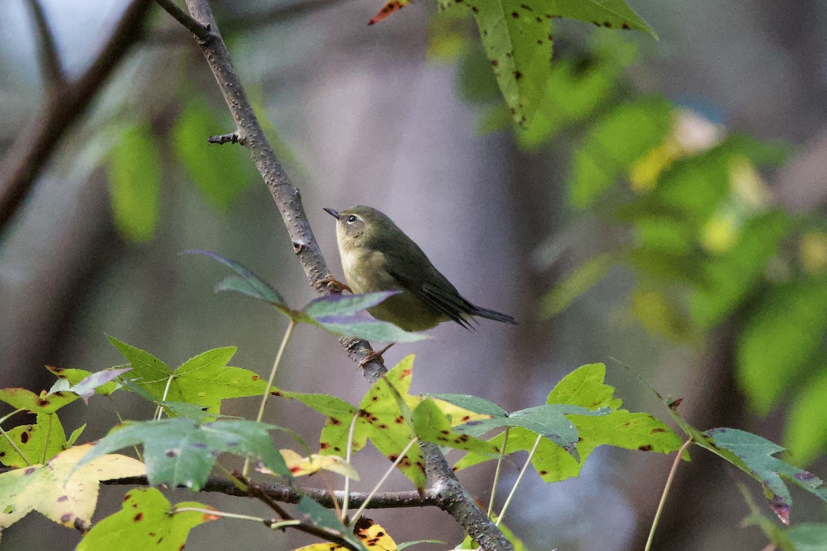 Black-throated Blue Warbler - ML643734585