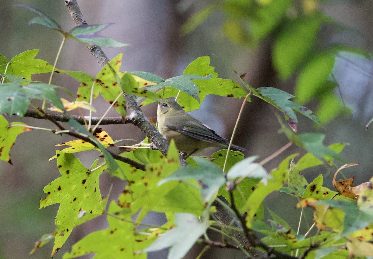 Black-throated Blue Warbler - ML643734586