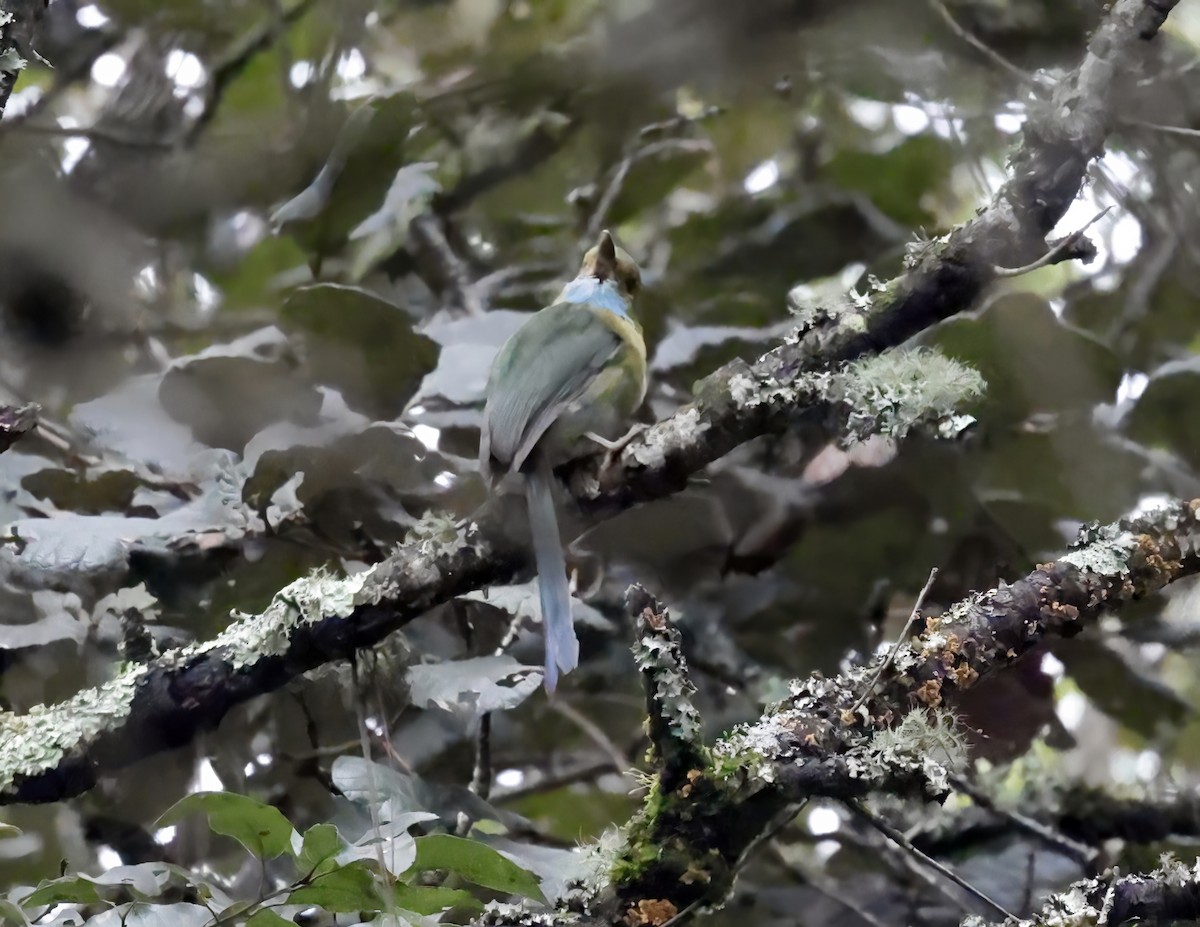 Blue-throated Motmot - ML643734594