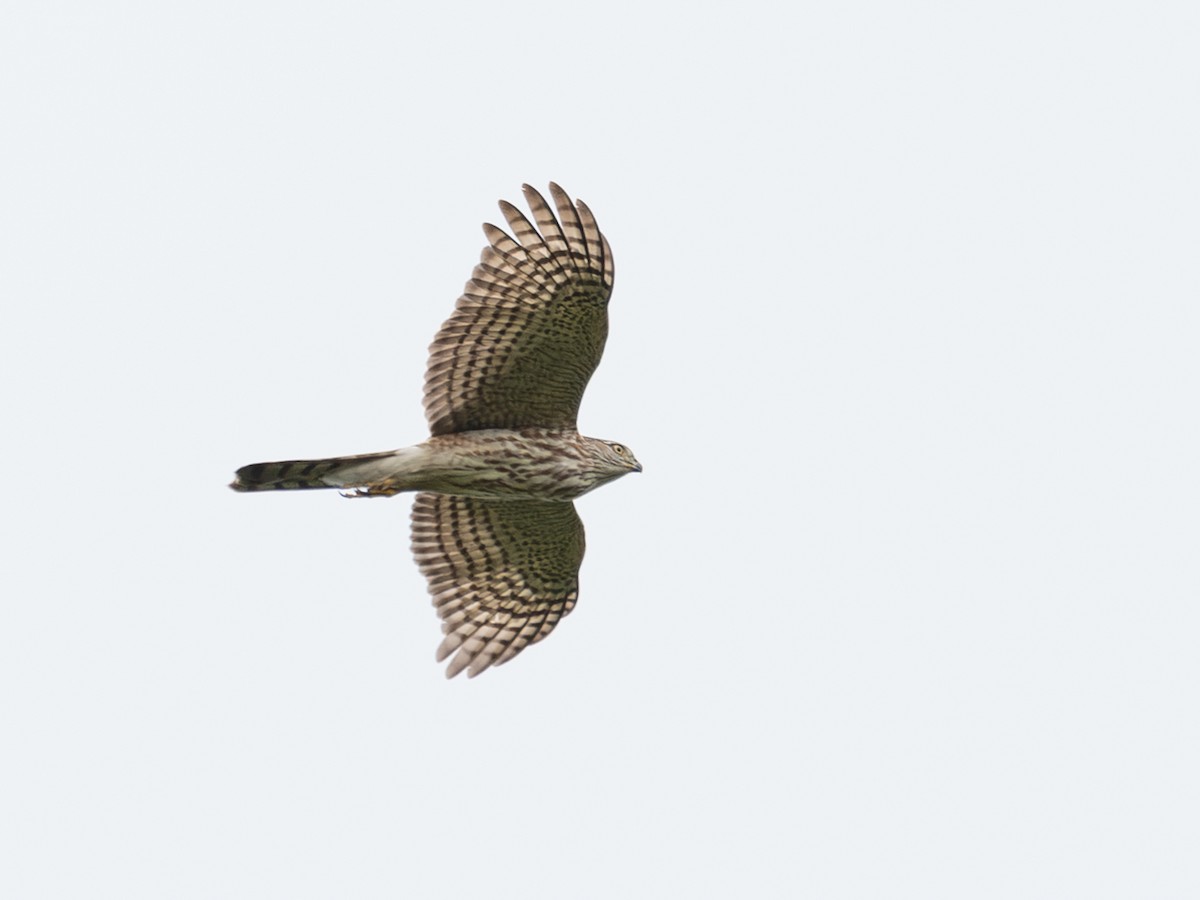 Sharp-shinned Hawk - ML643734595