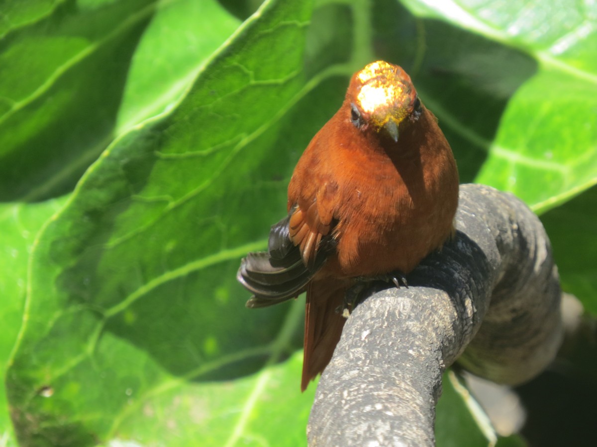 Juan Fernandez Firecrown - ML643734623