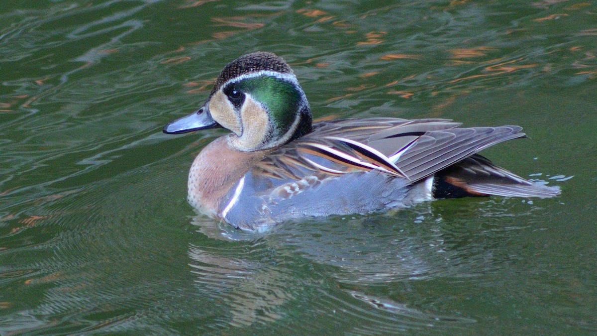 Baikal Teal - ML643734625