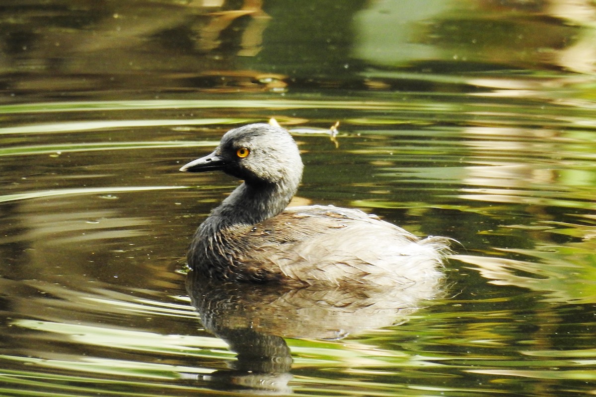 Least Grebe - ML643734642