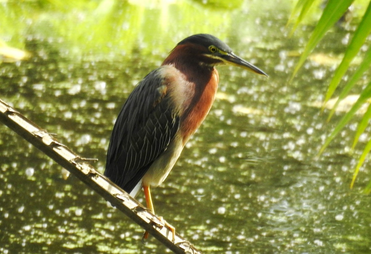 Green Heron - ML643734667