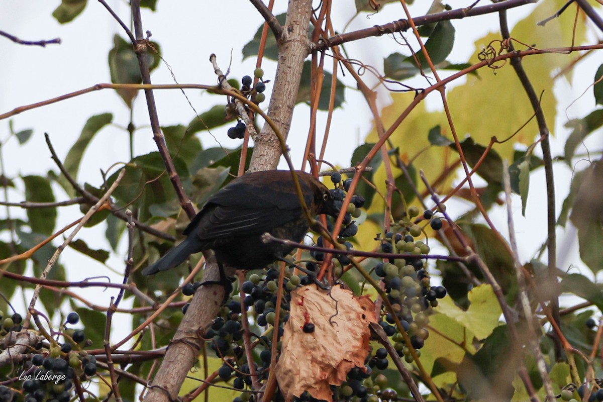 Rusty Blackbird - ML643734674