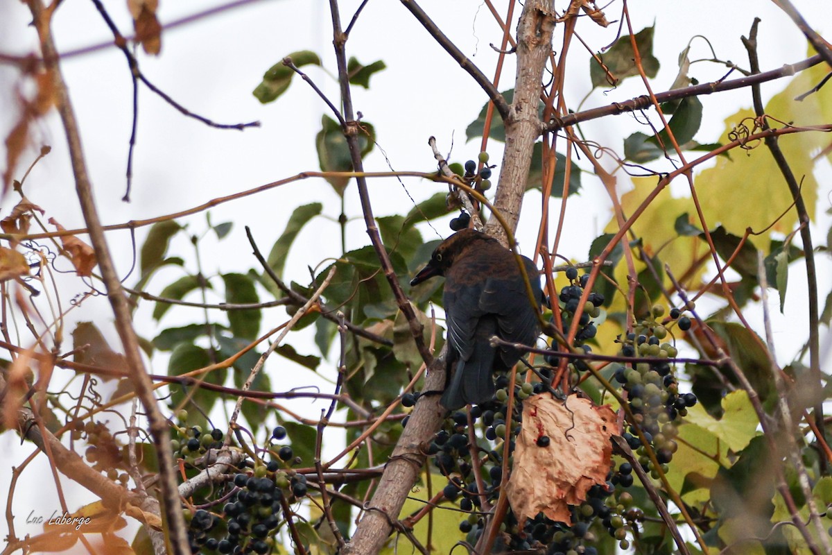 Rusty Blackbird - ML643734675