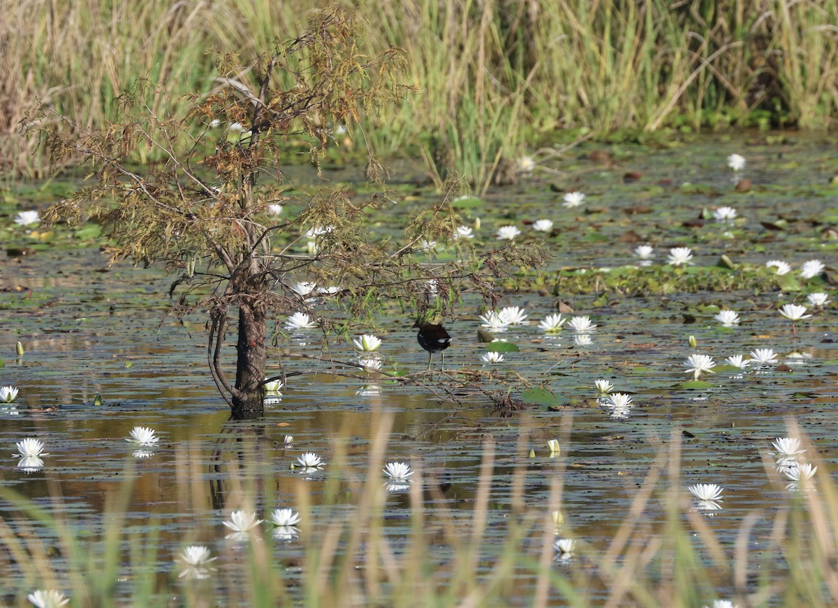 Common Gallinule - ML643734679