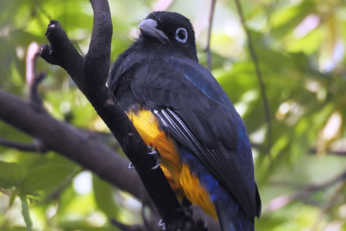 Black-headed Trogon - ML643734682
