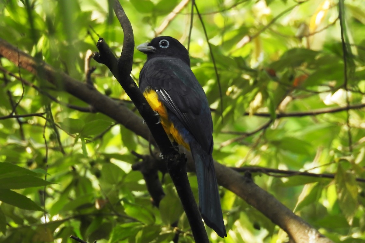 Black-headed Trogon - ML643734683