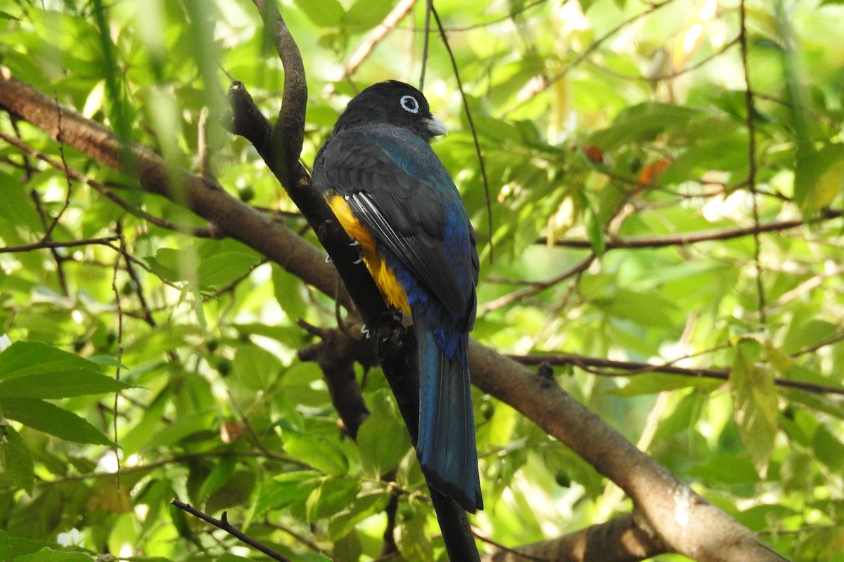 Black-headed Trogon - ML643734686