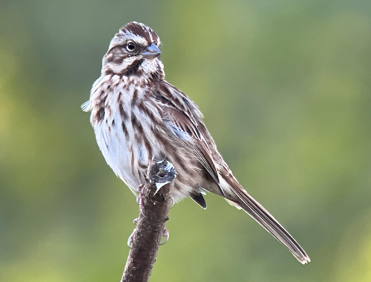 Song Sparrow - ML643734687