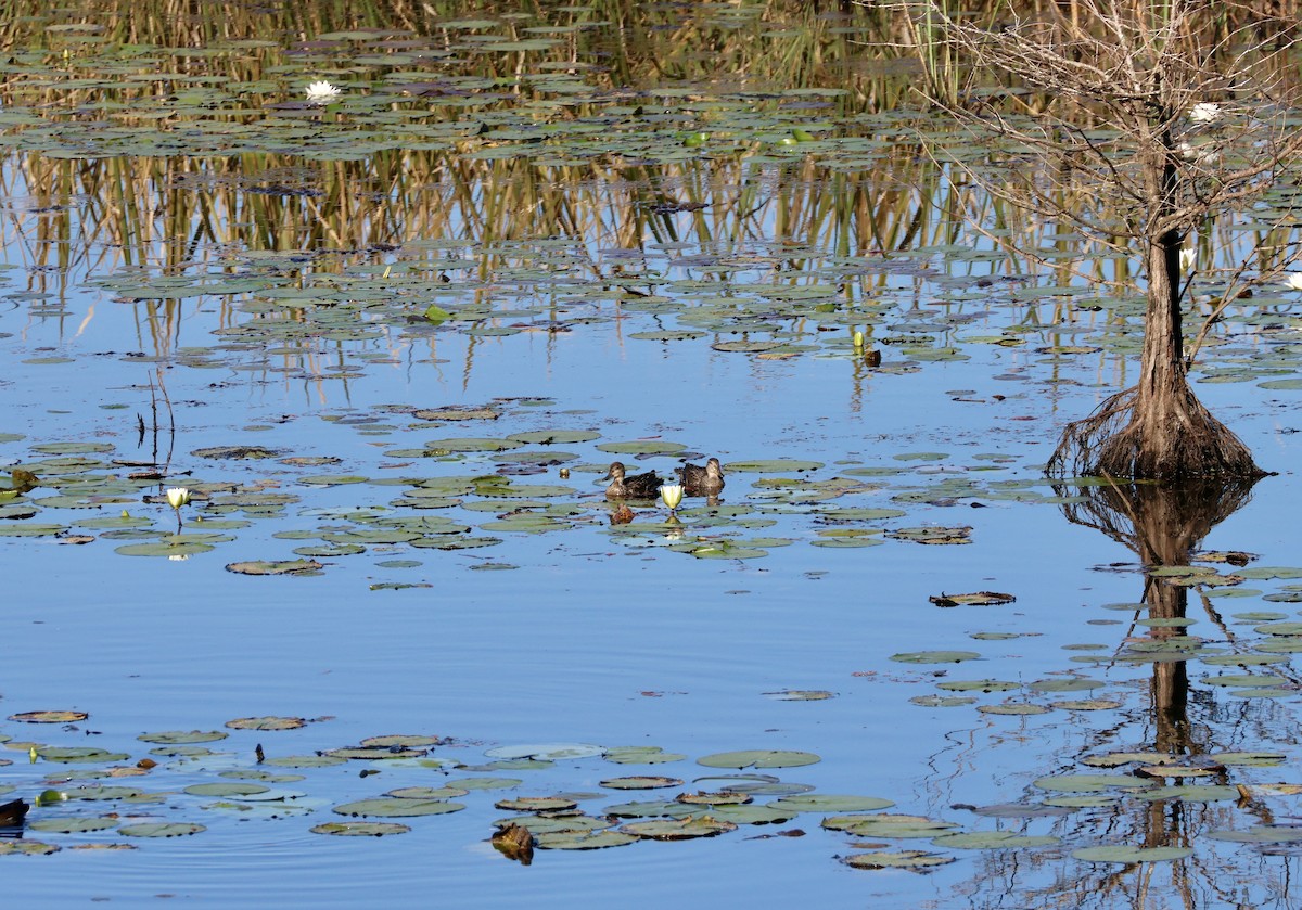 Green-winged Teal - ML643734693