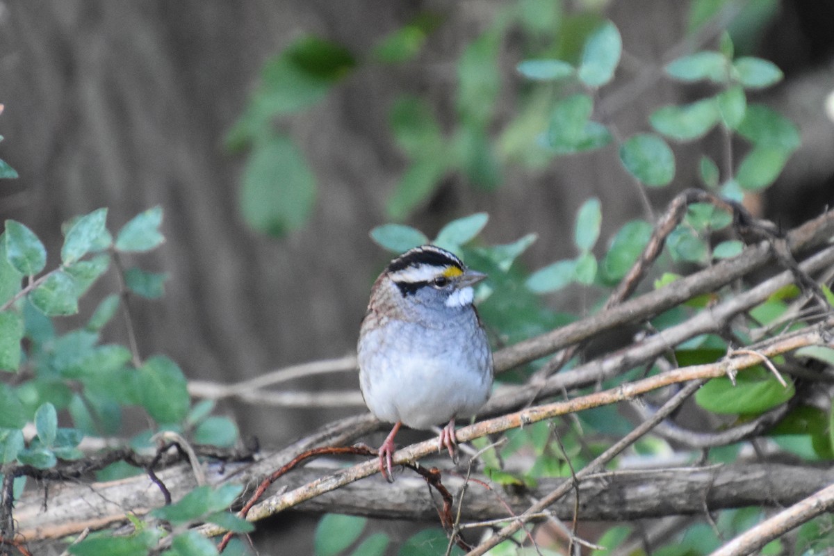 White-throated Sparrow - ML643734707
