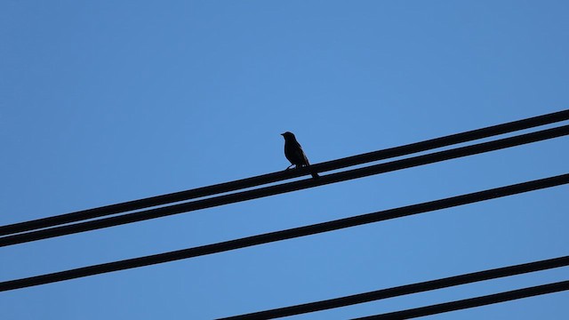 Screaming Cowbird - ML643734709